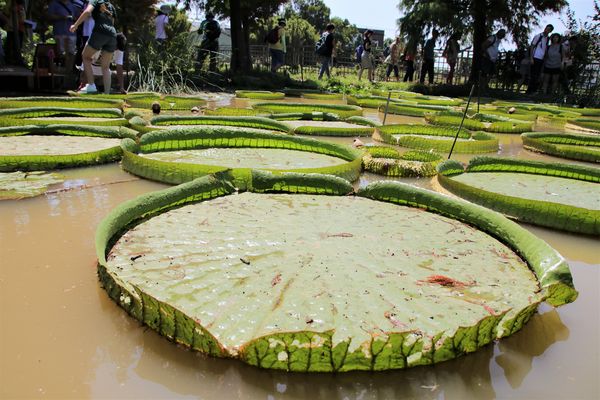 蓮荷園休閒農場：【桃園觀音景點】蓮荷園休閒農場~80公斤也可坐大王蓮/蓮子剉冰+洛神花臭豆腐必吃