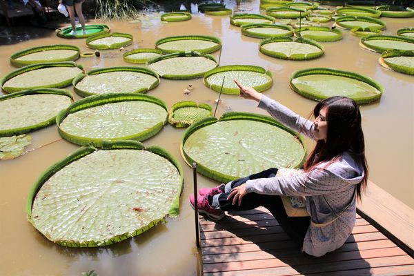 蓮荷園休閒農場：【桃園觀音景點】蓮荷園休閒農場~80公斤也可坐大王蓮/蓮子剉冰+洛神花臭豆腐必吃