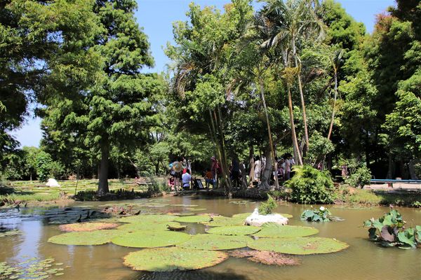 蓮荷園休閒農場：【桃園觀音景點】蓮荷園休閒農場~80公斤也可坐大王蓮/蓮子剉冰+洛神花臭豆腐必吃