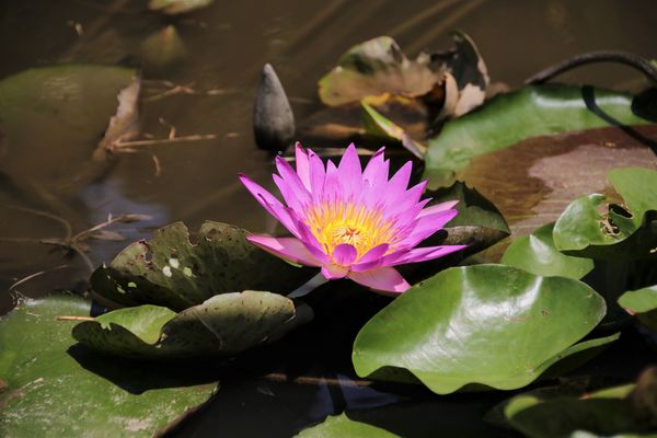 蓮荷園休閒農場：【桃園觀音景點】蓮荷園休閒農場~80公斤也可坐大王蓮/蓮子剉冰+洛神花臭豆腐必吃