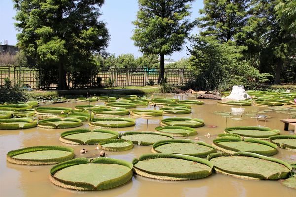蓮荷園休閒農場：【桃園觀音景點】蓮荷園休閒農場~80公斤也可坐大王蓮/蓮子剉冰+洛神花臭豆腐必吃
