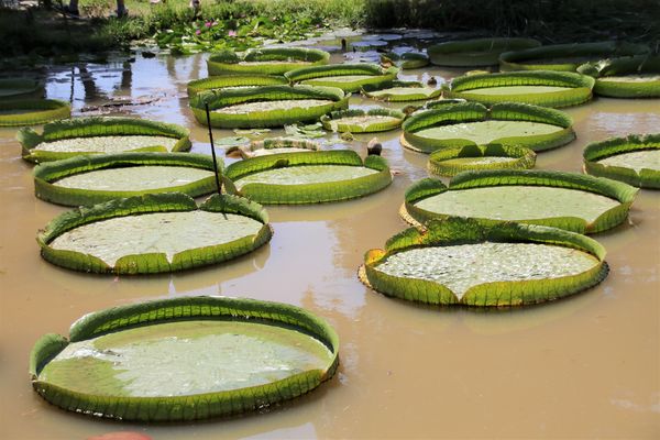 蓮荷園休閒農場：【桃園觀音景點】蓮荷園休閒農場~80公斤也可坐大王蓮/蓮子剉冰+洛神花臭豆腐必吃