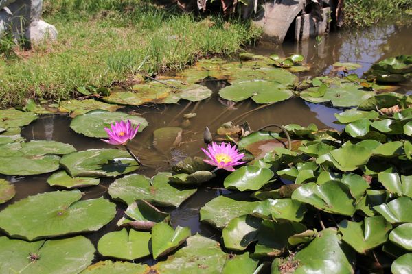 蓮荷園休閒農場：【桃園觀音景點】蓮荷園休閒農場~80公斤也可坐大王蓮/蓮子剉冰+洛神花臭豆腐必吃