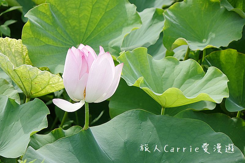 2017桃園蓮花季-荷浪桃桃 樂遊蓮池．獨家大宅門布袋戲變臉秀【桃園觀音旅遊】蓮荷園休閒農場‧林家古厝休閒農場