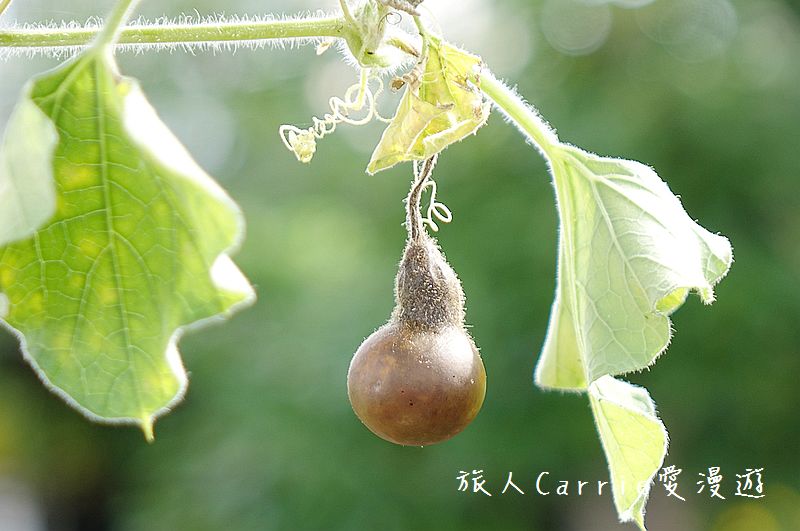 2017桃園蓮花季-荷浪桃桃 樂遊蓮池．獨家大宅門布袋戲變臉秀【桃園觀音旅遊】蓮荷園休閒農場‧林家古厝休閒農場