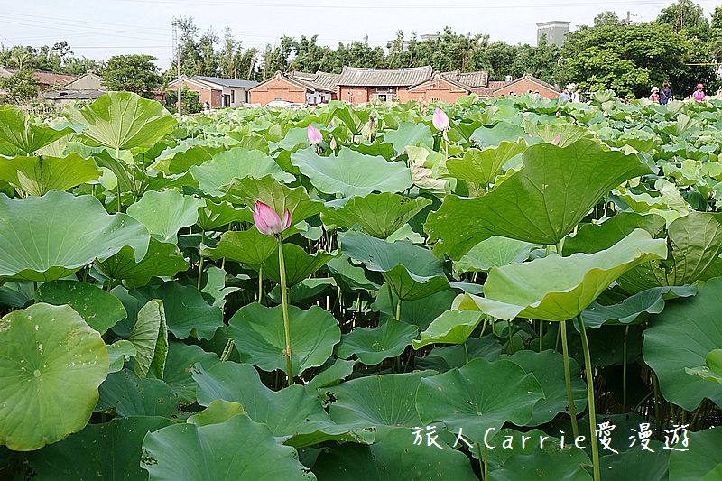 2017桃園蓮花季-荷浪桃桃 樂遊蓮池．獨家大宅門布袋戲變臉秀【桃園觀音旅遊】蓮荷園休閒農場‧林家古厝休閒農場