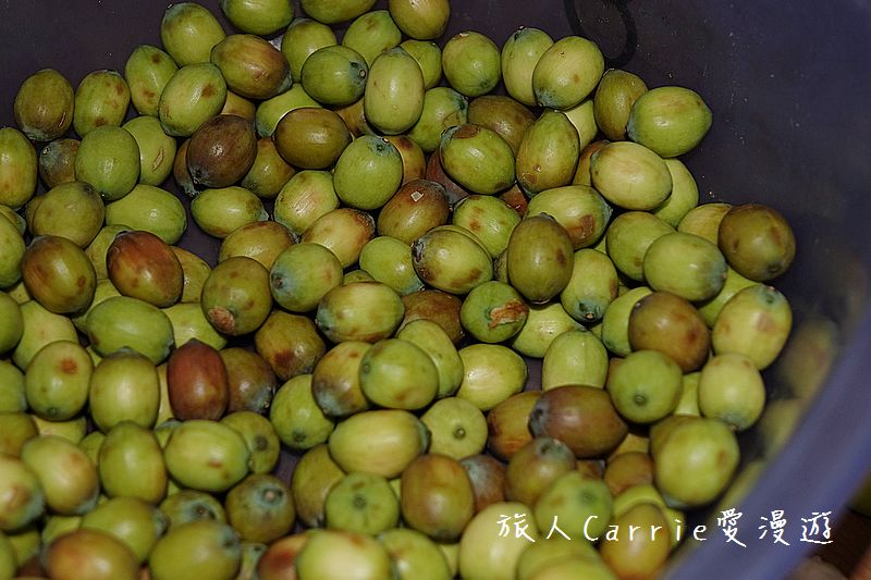 2017桃園蓮花季-荷浪桃桃 樂遊蓮池．獨家大宅門布袋戲變臉秀【桃園觀音旅遊】蓮荷園休閒農場‧林家古厝休閒農場