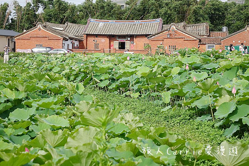2017桃園蓮花季-荷浪桃桃 樂遊蓮池．獨家大宅門布袋戲變臉秀【桃園觀音旅遊】蓮荷園休閒農場‧林家古厝休閒農場