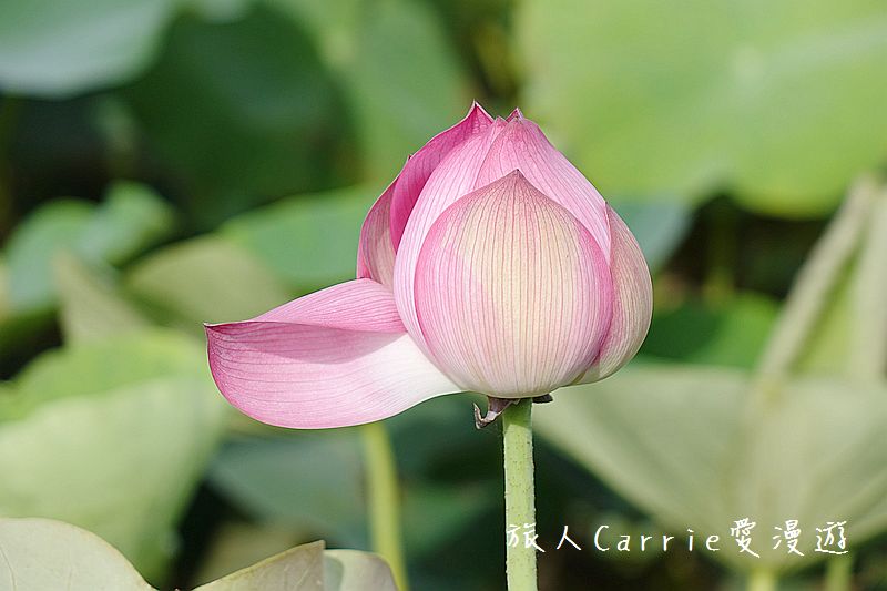 2017桃園蓮花季-荷浪桃桃 樂遊蓮池．獨家大宅門布袋戲變臉秀【桃園觀音旅遊】蓮荷園休閒農場‧林家古厝休閒農場