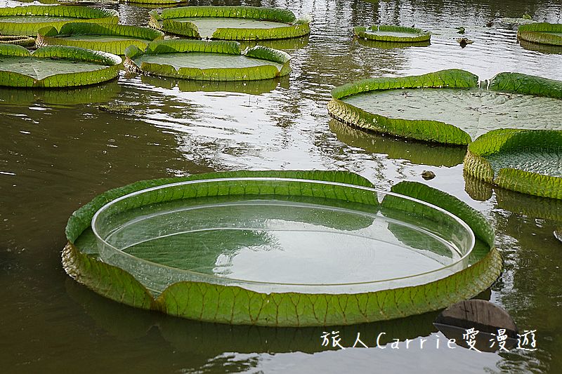 2017桃園蓮花季-荷浪桃桃 樂遊蓮池．獨家大宅門布袋戲變臉秀【桃園觀音旅遊】蓮荷園休閒農場‧林家古厝休閒農場