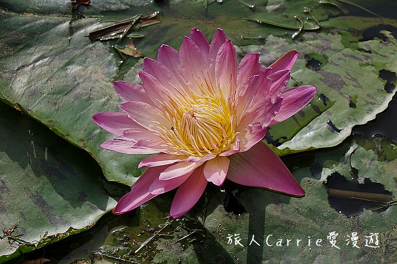 2017桃園蓮花季-荷浪桃桃 樂遊蓮池．獨家大宅門布袋戲變臉秀【桃園觀音旅遊】蓮荷園休閒農場‧林家古厝休閒農場