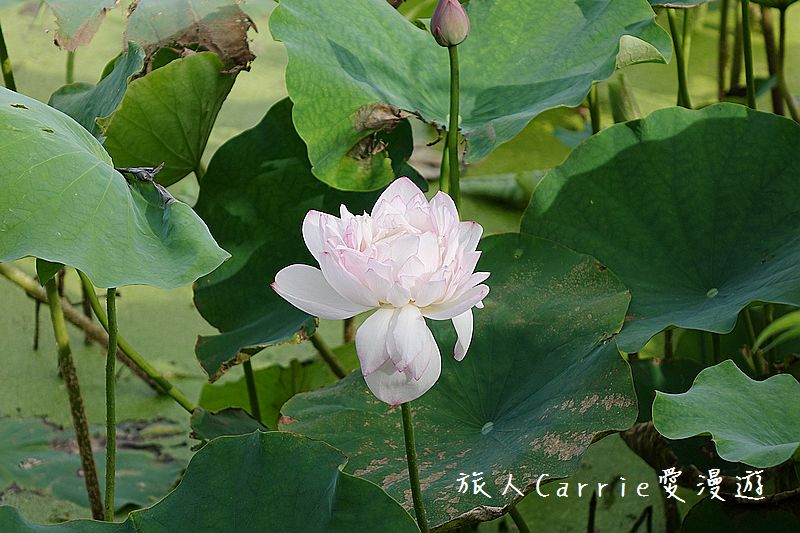 2017桃園蓮花季-荷浪桃桃 樂遊蓮池．獨家大宅門布袋戲變臉秀【桃園觀音旅遊】蓮荷園休閒農場‧林家古厝休閒農場