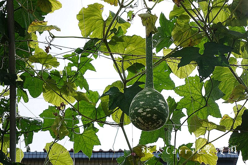 2017桃園蓮花季-荷浪桃桃 樂遊蓮池．獨家大宅門布袋戲變臉秀【桃園觀音旅遊】蓮荷園休閒農場‧林家古厝休閒農場