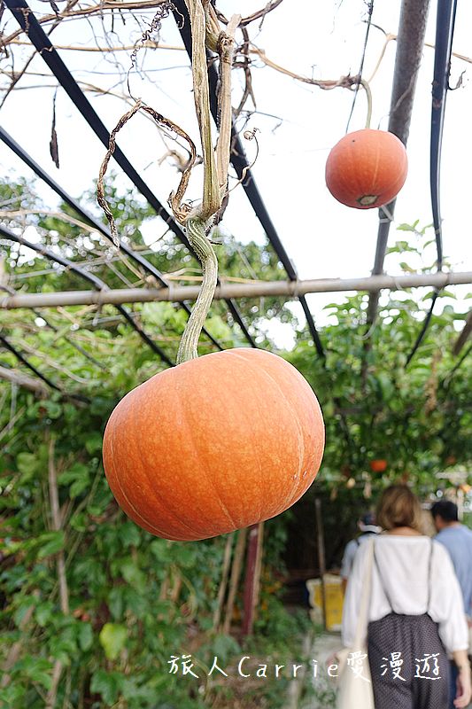 2017桃園蓮花季-荷浪桃桃 樂遊蓮池．獨家大宅門布袋戲變臉秀【桃園觀音旅遊】蓮荷園休閒農場‧林家古厝休閒農場