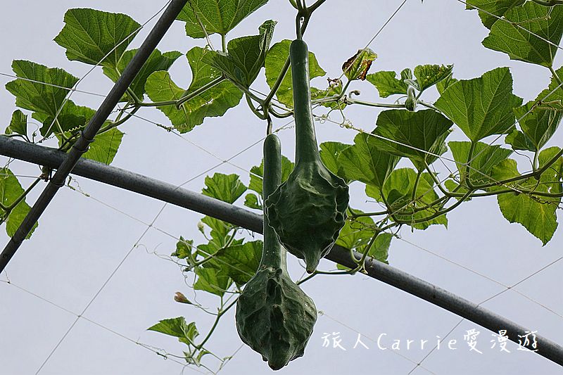 2017桃園蓮花季-荷浪桃桃 樂遊蓮池．獨家大宅門布袋戲變臉秀【桃園觀音旅遊】蓮荷園休閒農場‧林家古厝休閒農場