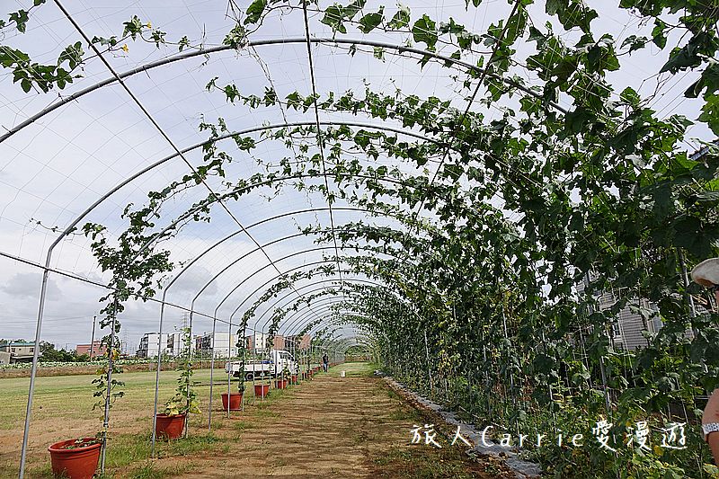 2017桃園蓮花季-荷浪桃桃 樂遊蓮池．獨家大宅門布袋戲變臉秀【桃園觀音旅遊】蓮荷園休閒農場‧林家古厝休閒農場