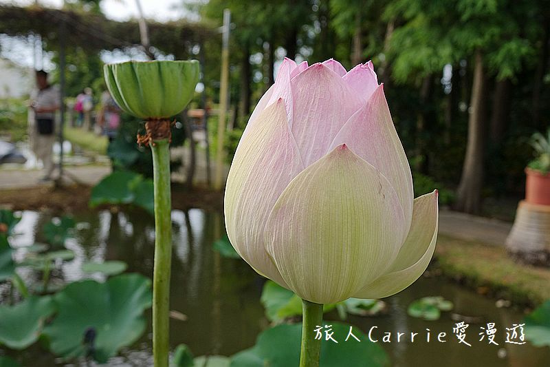 2017桃園蓮花季-荷浪桃桃 樂遊蓮池．獨家大宅門布袋戲變臉秀【桃園觀音旅遊】蓮荷園休閒農場‧林家古厝休閒農場