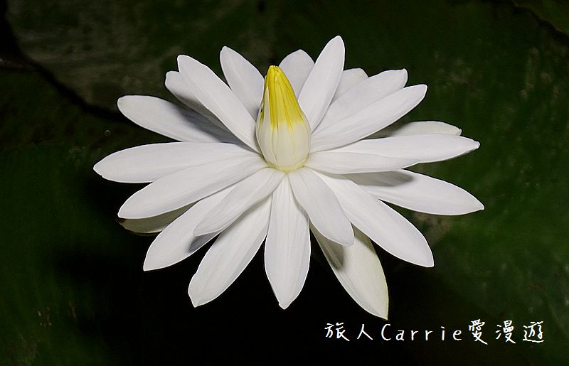 2017桃園蓮花季-荷浪桃桃 樂遊蓮池．獨家大宅門布袋戲變臉秀【桃園觀音旅遊】蓮荷園休閒農場‧林家古厝休閒農場