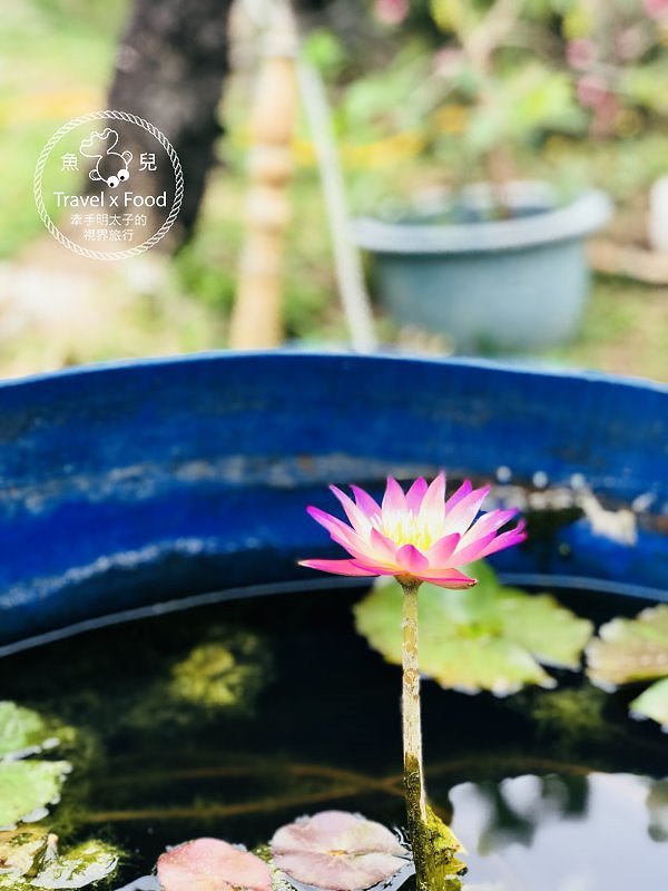 【遊】蓮荷園休閒農場：乘坐大王蓮，練練水上漂，一起來當姆指姑娘～季節限定！ @魚兒 x 牽手明太子的「視」界旅行