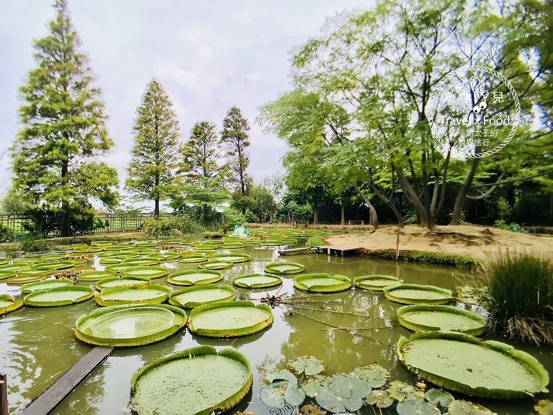 【遊】蓮荷園休閒農場：乘坐大王蓮，練練水上漂，一起來當姆指姑娘～季節限定！ @魚兒 x 牽手明太子的「視」界旅行