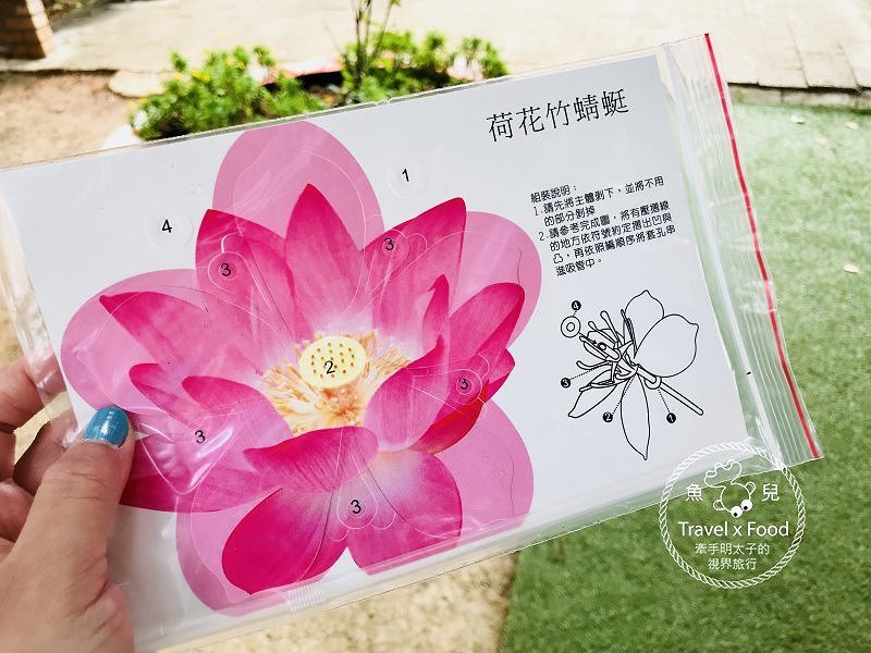 【遊】蓮荷園休閒農場：乘坐大王蓮，練練水上漂，一起來當姆指姑娘～季節限定！ @魚兒 x 牽手明太子的「視」界旅行