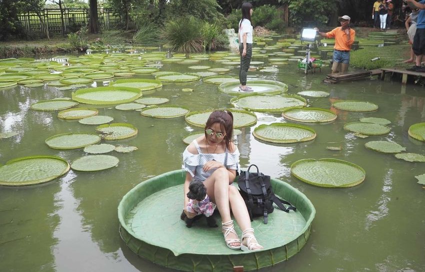 蓮荷園休閒農場觀音美食大王蓮蓮子餐桃園親子遊寵物友善3