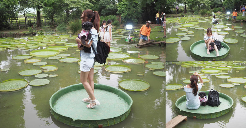 蓮荷園休閒農場觀音美食大王蓮蓮子餐桃園親子遊寵物友善
