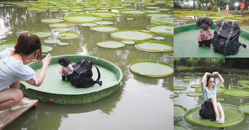 蓮荷園休閒農場觀音美食大王蓮蓮子餐桃園親子遊寵物友善5+.jpg