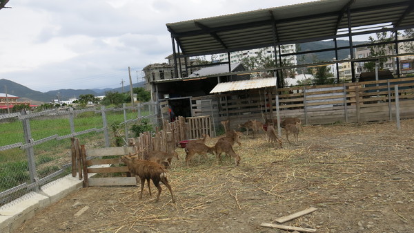 鹿境梅花鹿生態園區:墾丁~鹿境梅花鹿生態園區~溫馴的梅花鹿小朋友超好餵食呦~