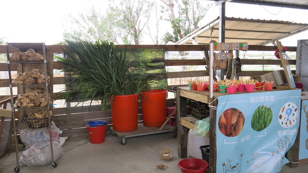 鹿境梅花鹿生態園區:墾丁~鹿境梅花鹿生態園區~溫馴的梅花鹿小朋友超好餵食呦~