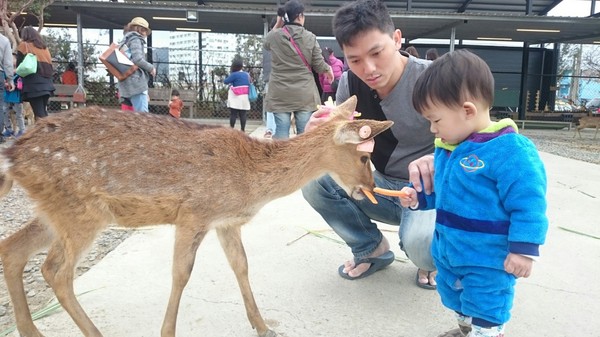 鹿境梅花鹿生態園區:墾丁~鹿境梅花鹿生態園區~溫馴的梅花鹿小朋友超好餵食呦~