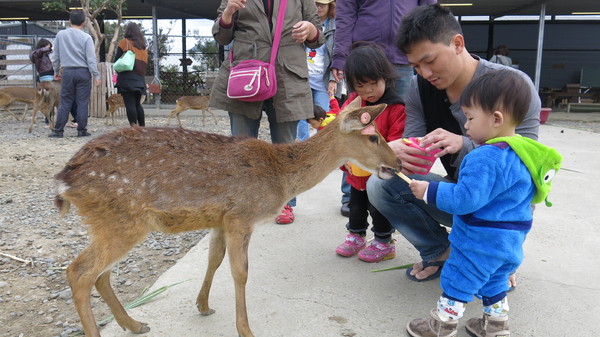 鹿境梅花鹿生態園區:墾丁~鹿境梅花鹿生態園區~溫馴的梅花鹿小朋友超好餵食呦~
