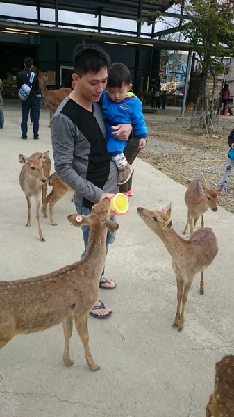 鹿境梅花鹿生態園區:墾丁~鹿境梅花鹿生態園區~溫馴的梅花鹿小朋友超好餵食呦~