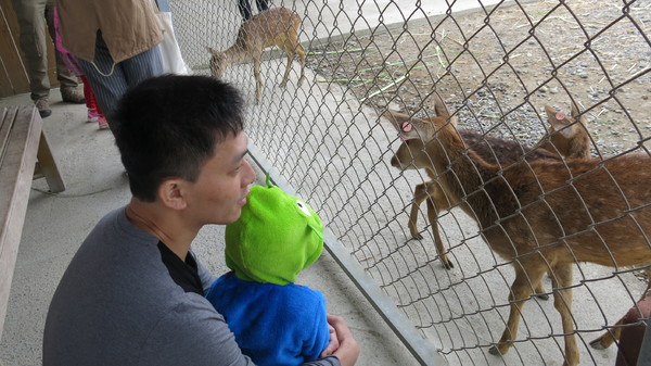 鹿境梅花鹿生態園區:墾丁~鹿境梅花鹿生態園區~溫馴的梅花鹿小朋友超好餵食呦~