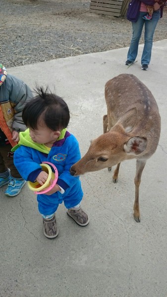 鹿境梅花鹿生態園區:墾丁~鹿境梅花鹿生態園區~溫馴的梅花鹿小朋友超好餵食呦~