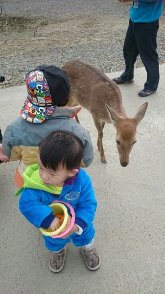 鹿境梅花鹿生態園區:墾丁~鹿境梅花鹿生態園區~溫馴的梅花鹿小朋友超好餵食呦~