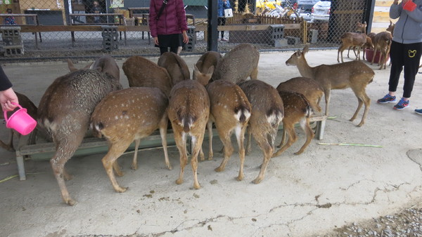 鹿境梅花鹿生態園區:墾丁~鹿境梅花鹿生態園區~溫馴的梅花鹿小朋友超好餵食呦~