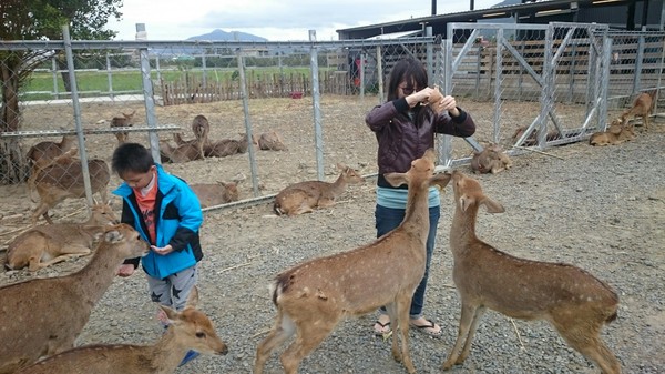 鹿境梅花鹿生態園區:墾丁~鹿境梅花鹿生態園區~溫馴的梅花鹿小朋友超好餵食呦~