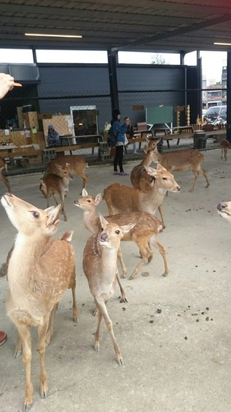 鹿境梅花鹿生態園區:墾丁~鹿境梅花鹿生態園區~溫馴的梅花鹿小朋友超好餵食呦~