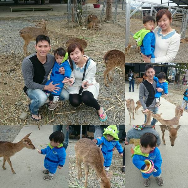 鹿境梅花鹿生態園區:墾丁~鹿境梅花鹿生態園區~溫馴的梅花鹿小朋友超好餵食呦~