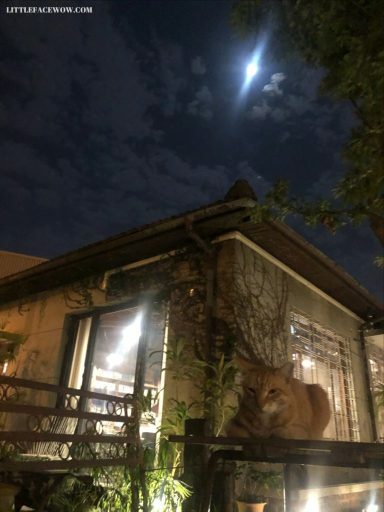 台南美食｜a room房間咖啡：和陌生人聚在一起看電影的復古咖啡廳