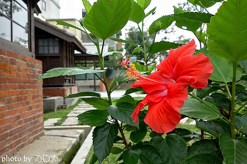 35_台南新化武德殿