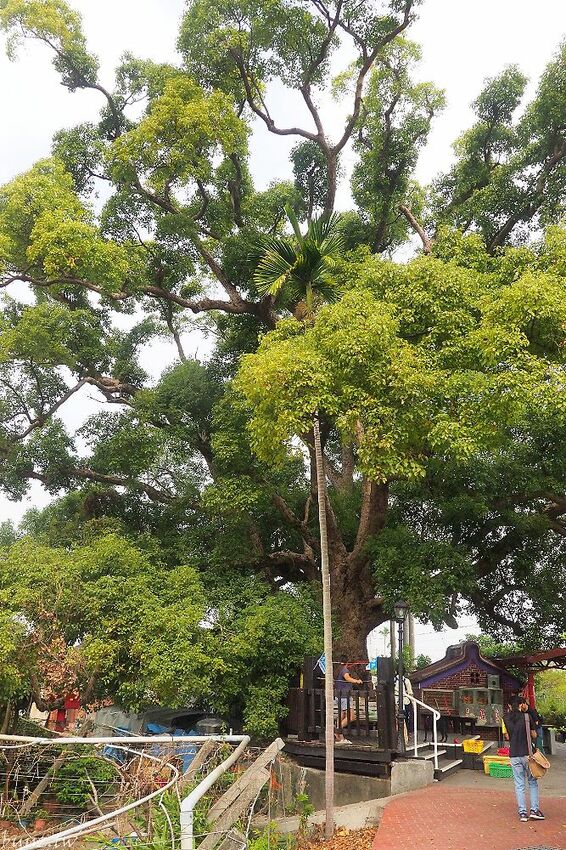 沁藍風箏節限定登場！大型地景藝術風箏天上飛揚，看衝浪競賽、風箏彩繪體驗，秋高氣爽大安微解風！