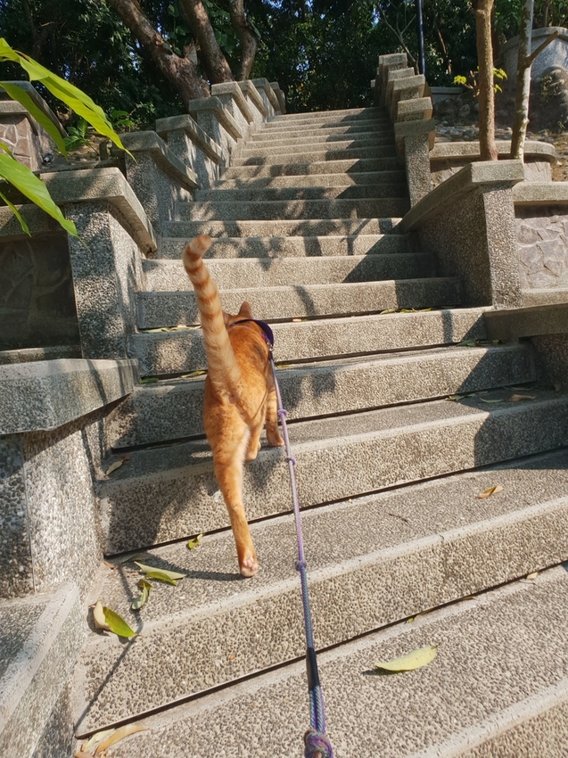 242550.jpg - 【高雄.仁武】仁武烤鴨+古嚴寺超級清幽磁場超棒的寺廟。大殿上充滿著靈氣與能量