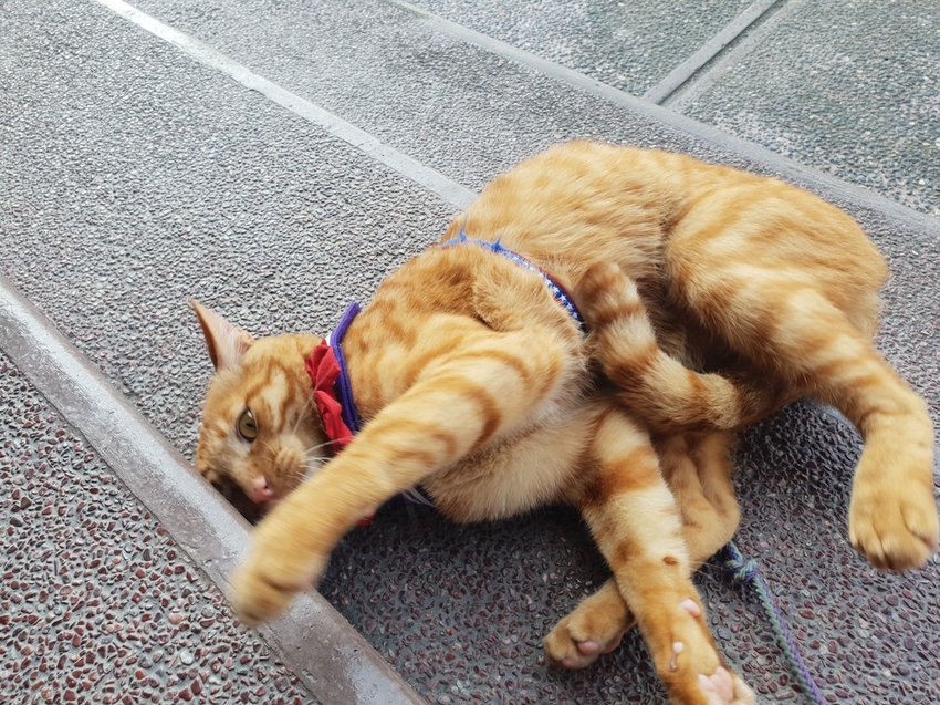 242549.jpg - 【高雄.仁武】仁武烤鴨+古嚴寺超級清幽磁場超棒的寺廟。大殿上充滿著靈氣與能量