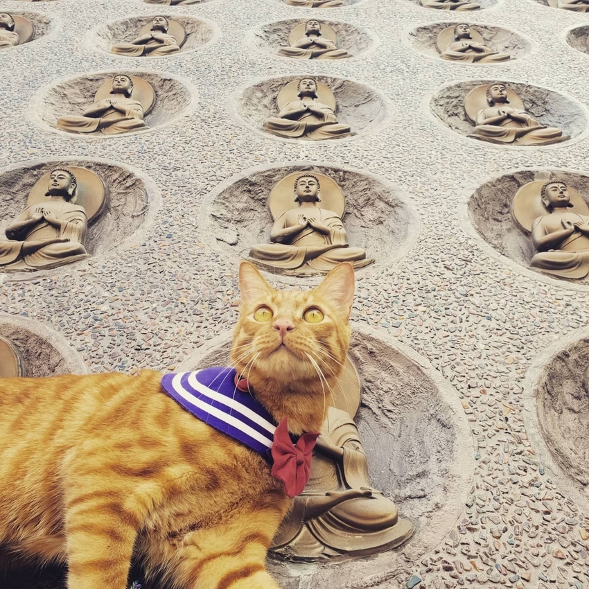 241238.jpg - 【高雄.仁武】仁武烤鴨+古嚴寺超級清幽磁場超棒的寺廟。大殿上充滿著靈氣與能量