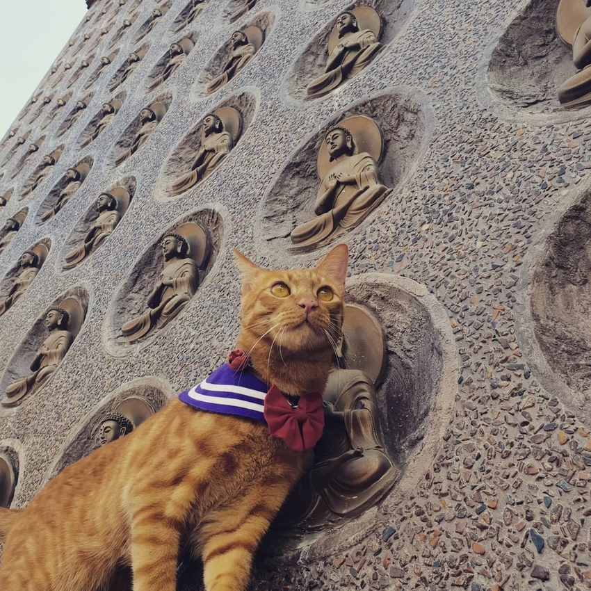 241241.jpg - 【高雄.仁武】仁武烤鴨+古嚴寺超級清幽磁場超棒的寺廟。大殿上充滿著靈氣與能量