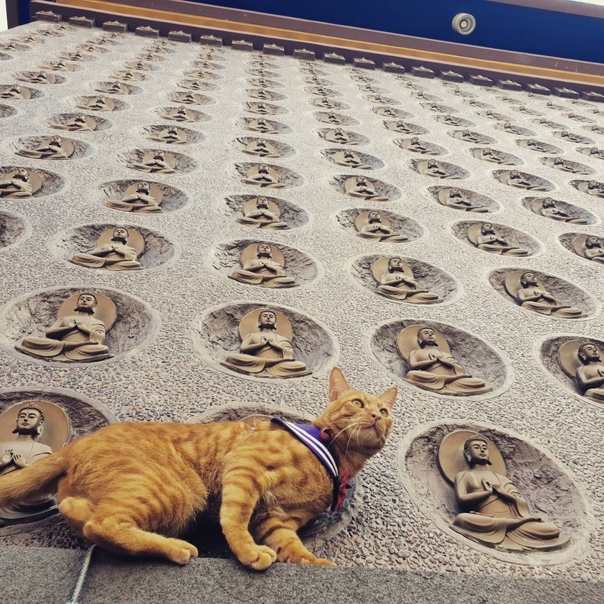 241240.jpg - 【高雄.仁武】仁武烤鴨+古嚴寺超級清幽磁場超棒的寺廟。大殿上充滿著靈氣與能量