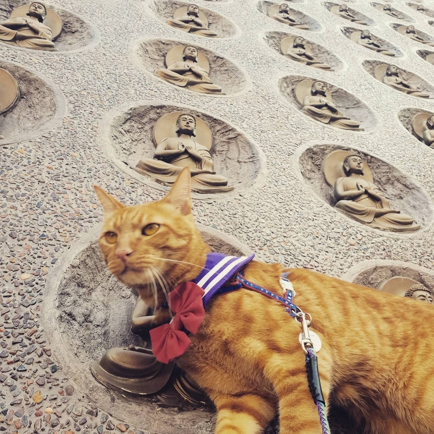 241242.jpg - 【高雄.仁武】仁武烤鴨+古嚴寺超級清幽磁場超棒的寺廟。大殿上充滿著靈氣與能量