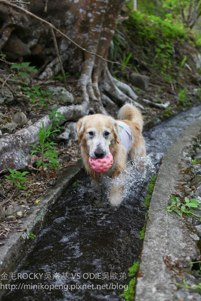 開心的小寶寶-1-67